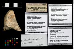 Foto (Objekt + Etikett) von Munidopsidae indet.  (NHMW-GEO-1990-0041-10157b)